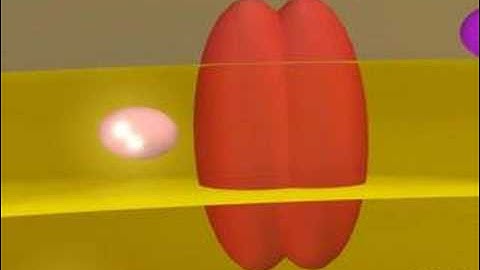 Cellular Respiration (Electron Transport Chain)