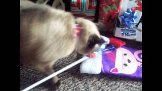 My Cat Kilala Enjoys Her Christmas Gifts by Kilala Marie Noel 292 views 5 years ago 5 minutes, 2 seconds