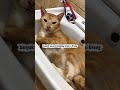 “Mama Eks sam bebaskan si Oreng di dalam rumah