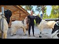 Grebek kandang kambing etawa Ramon | Berapa biaya pacek si Ramon ?