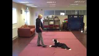 Dog Dancing (Dorset) - Catching natural actions