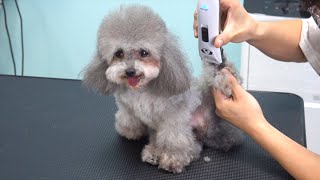 Grooming a Cutest Poodle Ever!