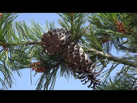 Pinus monticola, Pinaceae (western white pine)