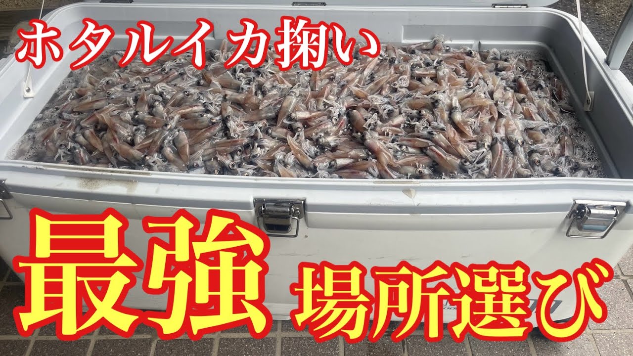 ホタルイカ掬いの外さない場所選び&最強装備を紹介【ホタルイカ掬い】 - YouTube