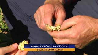 MUHARREM AGA'NIN CANLI ORGANİK ÇİFTLİĞİ. Ceviz ve Üzüm Hasadı.