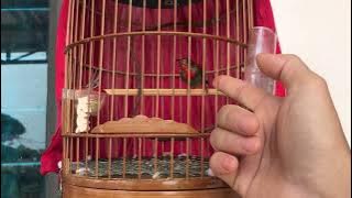 Taming a cannon bird is very simple, this bird breed is very good.