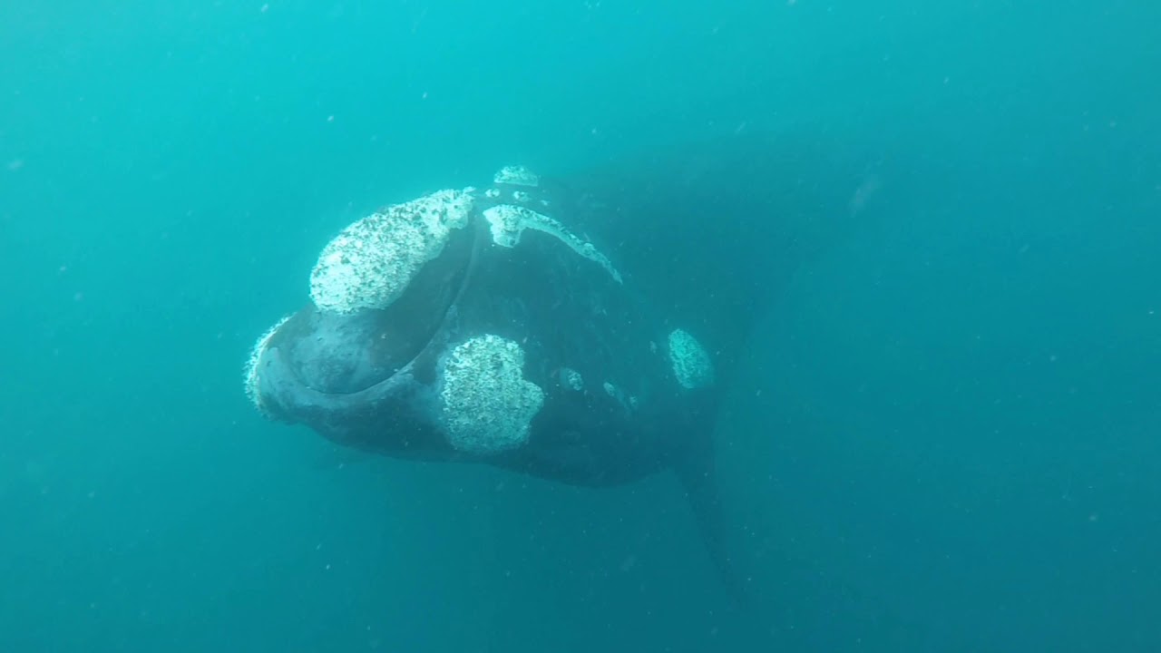 ミナミセミクジラ ワイルドライフ Wildlife 世界の野生動物観察日記