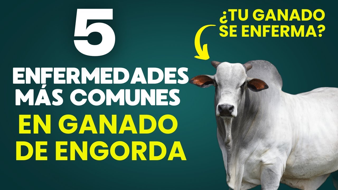 🐂 ENFERMEDADES MÁS COMUNES EN GANADO DE ENGORDA Y CÓMO PREVENIRLAS 💉🐂