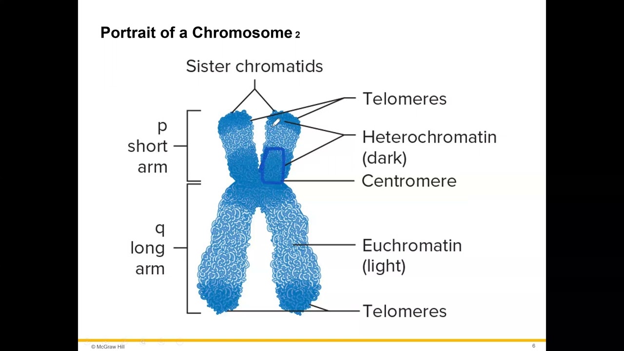 Chromosome Structure