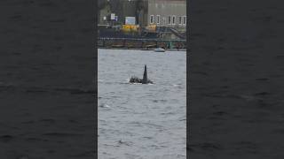 Killer Whales surround seal off Shetland #killerwhales #orca #shetland #shorts #closeencounter