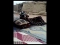 العجيه سكرانه