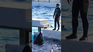 お茶目なシャチ「ルーナ」がサイン無視^^ #Shorts #鴨川シーワールド #シャチ #Kamogawaseaworld #Orca #Killerwhale