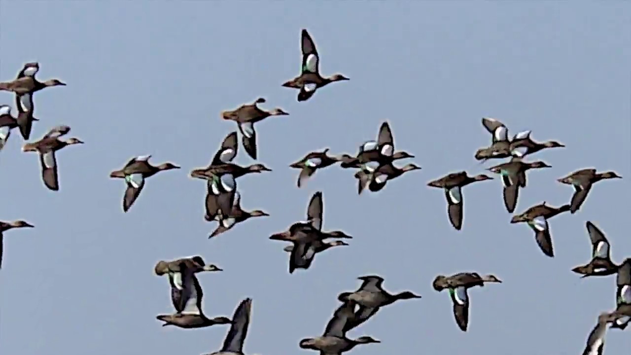 Blue winged Teal mbo blog