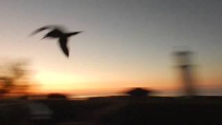 Wedge-Tailed Shearwaters