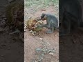 Monkey eats jackfruit Tamil comedy