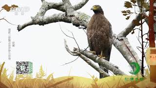《秘境之眼》 蛇雕/食蟹獴 20201210| CCTV