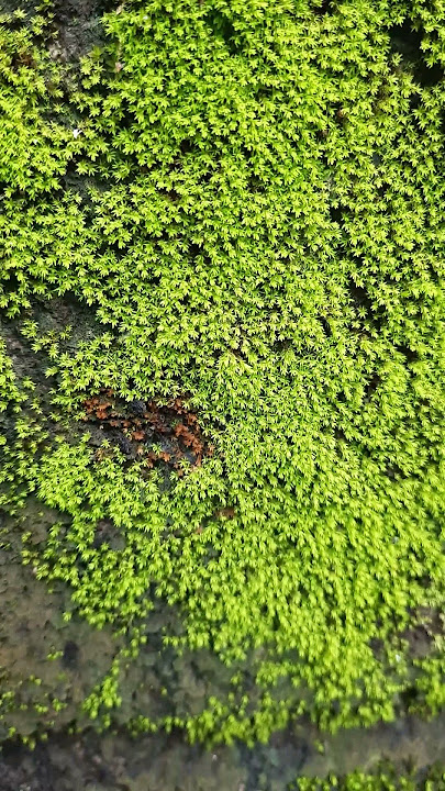 The Fascinating World of Mosses: Nature's Unsung Heroes #nature #moss #bryophyta