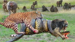 Python Must Receive A Painful Ending When Alone Fighting Baboon And Leopard