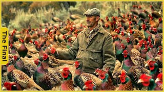 Farmers Raise 8.5 Million Pheasants And How To Deal With Them | Food Processing Machines