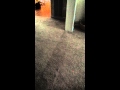 Sheltie puppy chasing laser pointer