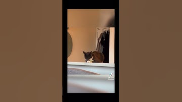 Hilarious Voice over of cats #1 #funnycats #catnip #hilarious pets #crazy