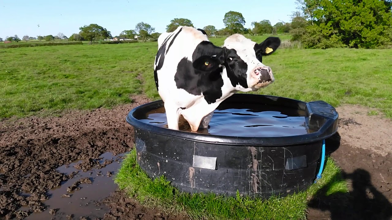 Cow swim can Can Cows