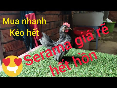 Serama giá rẽ ngày 15/12/2020 | Serama Cần Thơ. (Đã bán hết) | Foci