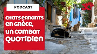 PODCAST  Chats errants en Grèce