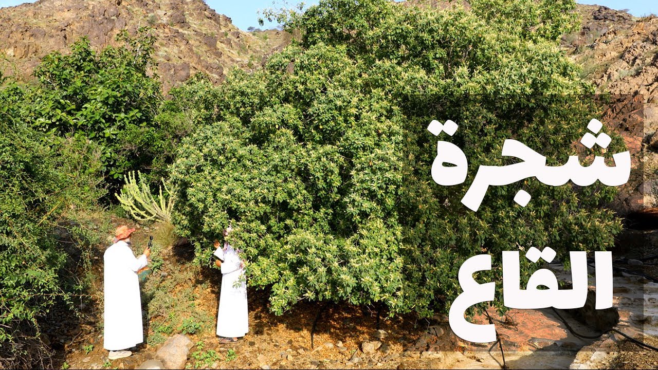 حديث د أحمد قشاش عن شجرة ضخمة وجميلة : القاع = الثعب Terminalia brownii بـ [ مزرعة أرياف السياحية ]