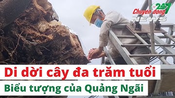 Di dời cây đa 200 tuổi nặng trên 120 tấn, được xem là biểu tượng của Quảng Ngãi #shorts