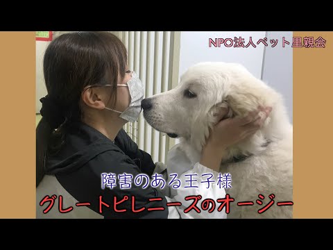 【障害のある王子様】グレートピレニーズのオージー