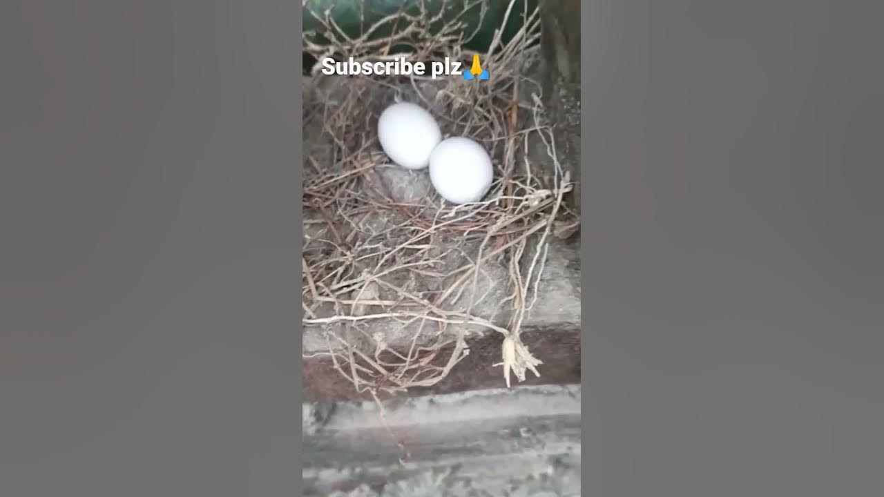 Dodo bird egg shorts bird youtube
