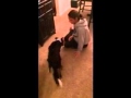 Seizure alert Service Dog in Training Seizure alert Service Dog in Training
