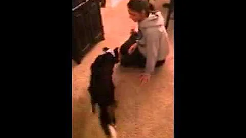 Seizure alert Service Dog in Training