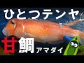 一つテンヤ甘鯛★ボート・カヤックひとつテンヤでアマダイ釣り　エビスダイの煮付け皮…