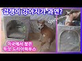 🐕겁쟁이 강아지 목욕후 건조기에 넣으면? 미국에서 찾은 두잇 드라이하우스 ODKShop 펫드라이룸