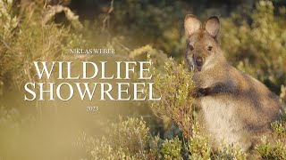 Wildlife Cinematography Showreel 2023 | Niklas Weber