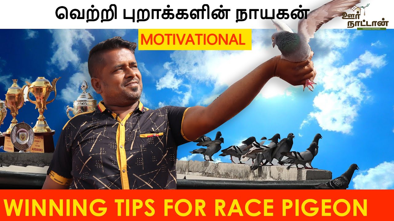 பல களம் கண்டு வெற்றி கண்ட புறா நாயகன்  | Racing Pigeon Training Tips | Oor Naattan