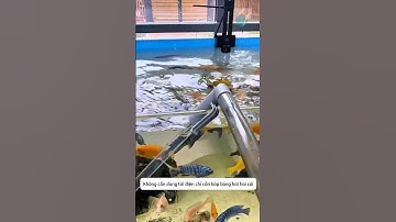 Hút sạch rác trên sàn bể và thay nước nhanh chóng với bộ dụng cụ cực đơn giản #aquatic #shorts