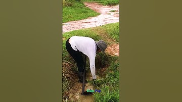 Clearing Weed Growing And Stone From Old Drain #shorts