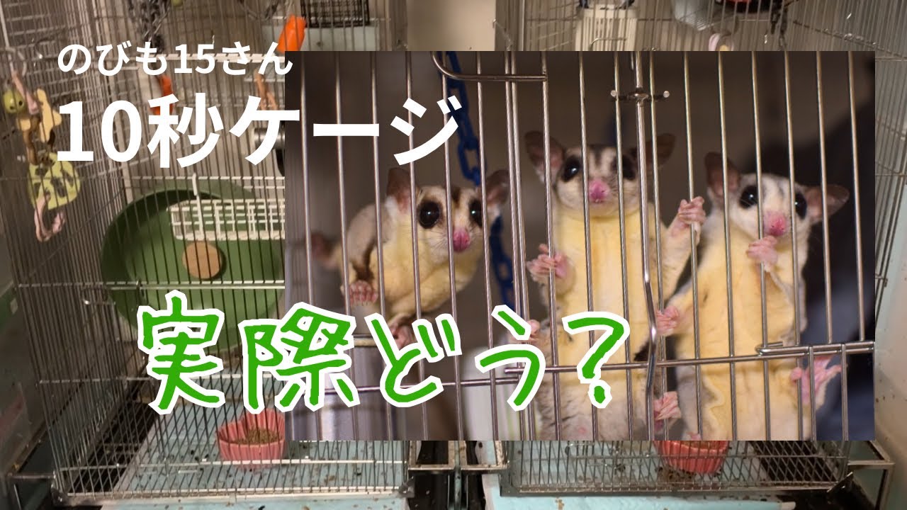 ワンドロップ カスケード&シュガーグライダー Nobimo15's favorite things about the 10-second cage and what the