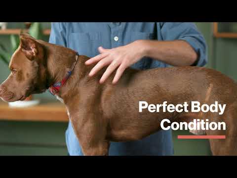Measuring Your Dog's Body Condition