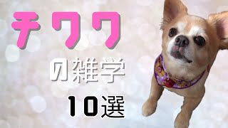 チワワの雑学10選 by シンプル雑学 167 views 8 months ago 3 minutes, 3 seconds