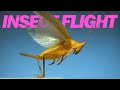 Insects In Flight 11 Incredible Species In SLOW MOTION Insects In Flight 11 Incredible Species In SLOW MOTION