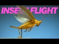 Insects in flight | 11 incredible species in SLOW MOTION