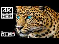 Amazing 4K HDR Dolby Vision 60fps 4K Video 