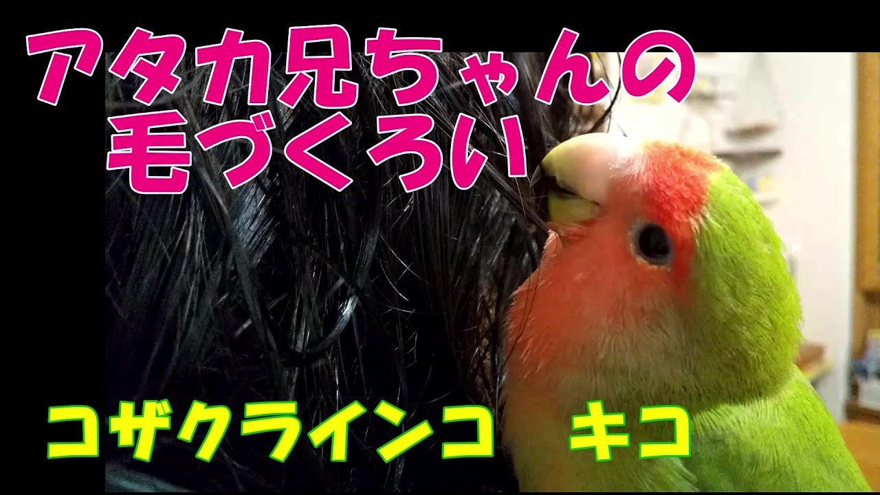 アタカ兄ちゃんの髪の毛つ”くろい】人間大好き💖コザクラインコ - YouTube