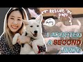 I adopted a second dog from the #Jindo dog rescue の動画、YouTube動画。