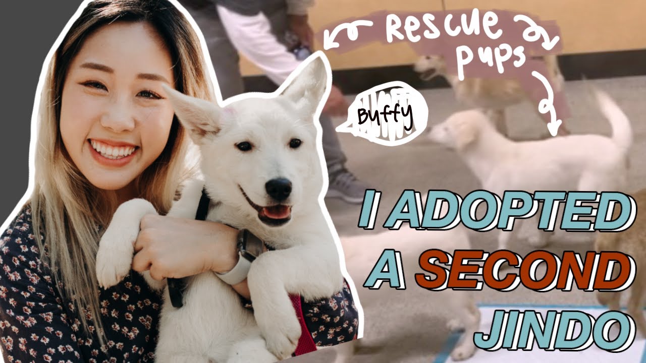 I adopted a second dog from the #Jindo dog rescue