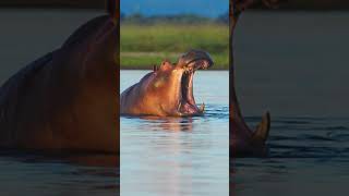 Elephants And Hippos! #Wildlife #Adventure